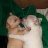 Chihuahua pups offer Items For Sale