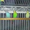 four parakeets offer Lawn and Garden