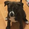 7 pups need forever homed
