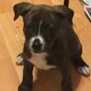 7 pups need forever homed offer Items For Sale 7 pups need forever homed offer Items For Sale