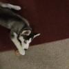 Female husky puppy offer Items For Sale