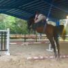 Horse riding lessons