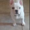French bulldog pups  offer Items For Sale
