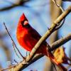 A Poster of Cardinal Bird offer Arts A Poster of Cardinal Bird offer Arts
