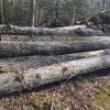 Logger's Dream  GREAT Large OAK WOOD TREES PRE-CUT AND  READY TO MOVE! 