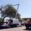Tree Trimming / Removal / Landscaping offer Professional Services