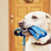 Dog walker offer Professional Services