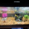 Fish tank offer Garage and Moving Sale