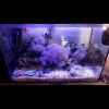 SALT WATER FISH TANK with ALL the extras! offer Garage and Moving Sale