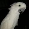 8 year old Umbrella Cackatoo with cage for sale offer Items For Sale