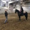 Horse back riding lessons 