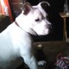 $100 or best offer all white pit 