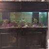 175 gallon salt water aquarium...pre drilled  offer Garage and Moving Sale