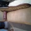 ANTIQUE CHAISE LOUNGE