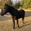 15 year old Tennessee Walker for sale 