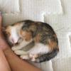 11 week old kitten for sale 