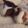 Two male guinea pigs with large cage