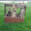 Bengal kittens offer Items For Sale