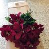 red poinsettias offer Home and Furnitures