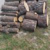 Free fresh cut pine logs