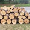 Free fresh cut pine logs
