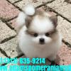 Pomeranian's For Sale offer Business and Franchise