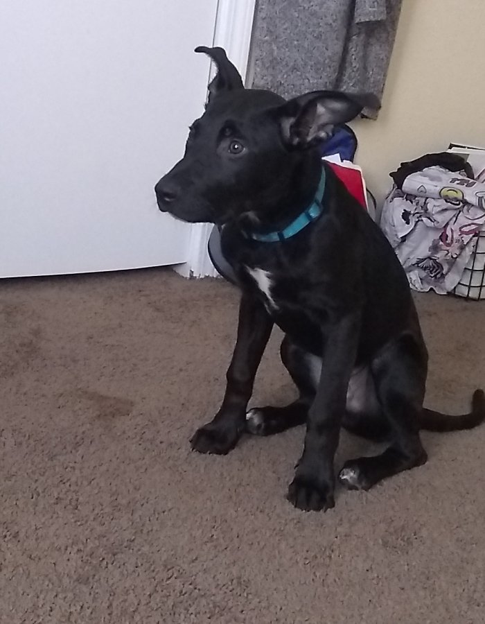 Free Puppy pit/Lab mix 15lbs Memphis Classifieds 38128 Raliegh