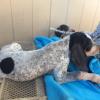 Bluetick coonhound puppy 