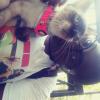 Siamese Cat offer Deals