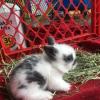 LIONHEAD BABY BUNNIES FOR SALE!!