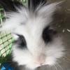 LIONHEAD BABY BUNNIES FOR SALE!!