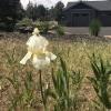 Bearded iris offer Lawn and Garden