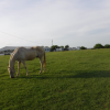 Horse Boarding - pasture
