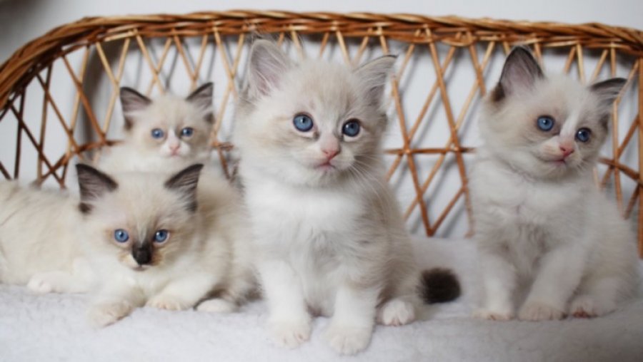 Pure bred Ragdoll Kittens For Sale Pueblo Classifieds 81007 Pueblo