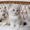 Pure bred Ragdoll Kittens For Sale