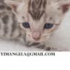 bengal kitten for sale 