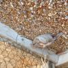 Diamond Doves and Zebra Finch offer Items For Sale