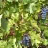 Wine Grapes for Sale  ---  Cabernet Sauvignon Grapes