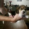 Full blooded beagles for sale