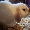 Holland Lop Rabbits for Free