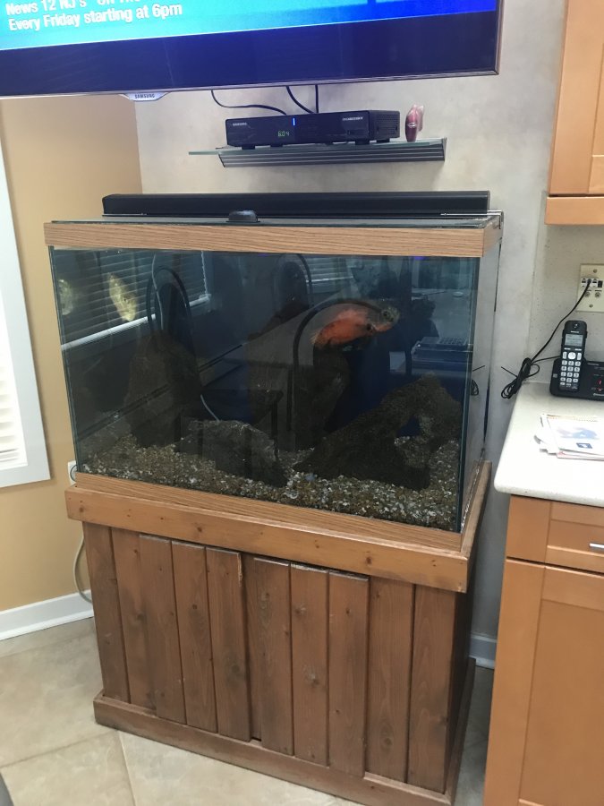 65 Gallon fish tank with stand and filter Trenton