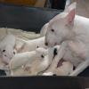 Stunning Litter Of English Bull Terrier Ready Now!