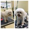 Professional All Breed Dog Groomer 