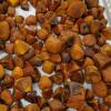 cattle's and Ox Gallstone's for sale