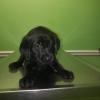 Rehome  full breed Lab puppy 