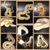 Ball Python Morphs  offer Free Stuff