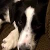 Border Collie offer Items For Sale