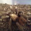 Desert blonde tarantula offer Items For Sale
