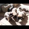 English Mastiff pups  offer Home and Furnitures