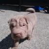 Shar-pei with good cost